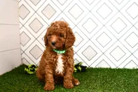 Rolo , a male Cavapoo for sale in Middlebury, IN – 3 of 8