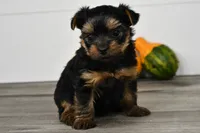 Asia, a male Yorkshire Terrier for sale in Los Angeles, CA – 6 of 9