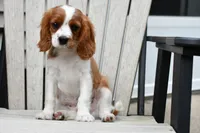 Sarge (message for video), a male Cavalier King Charles Spaniel for sale in Middlebury, IN – 4 of 6