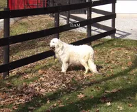 Dawson, a male English Cream Golden Retriever for sale in Middlebury, IN – Photo 6 of 9