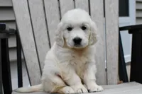 Dawson, a male English Cream Golden Retriever for sale in Middlebury, IN – Photo 5 of 9
