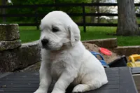 Dawson, a male English Cream Golden Retriever for sale in Middlebury, IN – Photo 9 of 9