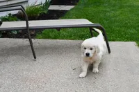 Dawson, a male English Cream Golden Retriever for sale in Middlebury, IN – Photo 4 of 9