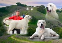 Dawson, a male English Cream Golden Retriever for sale in Middlebury, IN – Photo 7 of 9