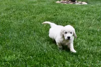 Dawson, a male English Cream Golden Retriever for sale in Middlebury, IN – Photo 3 of 9