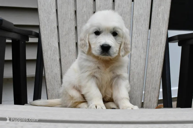 Dawson, a male English Cream Golden Retriever for sale in Middlebury, IN – Photo 1 of 9
