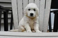 Dawson, a male English Cream Golden Retriever for sale in Middlebury, IN – Photo 1 of 9
