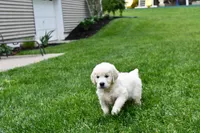Dawson, a male English Cream Golden Retriever for sale in Middlebury, IN – Photo 2 of 9