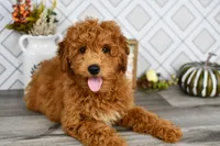Jakobi, a male Miniature Goldendoodle for sale in Middlebury, IN – Photo 3 of 5