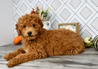 Jakobi, a male Miniature Goldendoodle for sale in Middlebury, IN – Photo 5 of 5