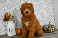 Jakobi, a male Miniature Goldendoodle for sale in Middlebury, IN – Photo 2 of 5