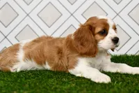 Sarge , a male Cavalier King Charles Spaniel for sale in Middlebury, IN – 2 of 6