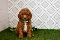 Rolo , a male Cavapoo for sale in Middlebury, IN – 7 of 8