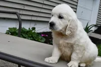 Anson, a male English Cream Golden Retriever for sale in Middlebury, IN – Photo 2 of 10