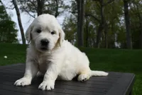 Anson, a male English Cream Golden Retriever for sale in Middlebury, IN – Photo 9 of 10