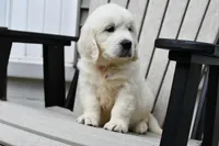 Anson, a male English Cream Golden Retriever for sale in Middlebury, IN – Photo 5 of 10