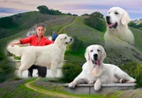 Anson, a male English Cream Golden Retriever for sale in Middlebury, IN – Photo 8 of 10