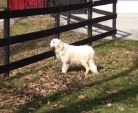 Anson, a male English Cream Golden Retriever for sale in Middlebury, IN – Photo 7 of 10