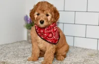 Sophia, a female Miniature Goldendoodle for sale in Middlebury, IN – Photo 3 of 7
