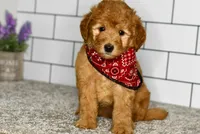 Sophia, a female Miniature Goldendoodle for sale in Middlebury, IN – Photo 1 of 7