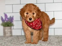 Sophia, a female Miniature Goldendoodle for sale in Middlebury, IN – Photo 4 of 7