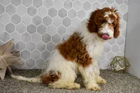 Hunter (Leash, Potty Trained), a male Goldendoodle and Poodle - Toy  for sale in Middlebury, IN – Photo 3 of 7