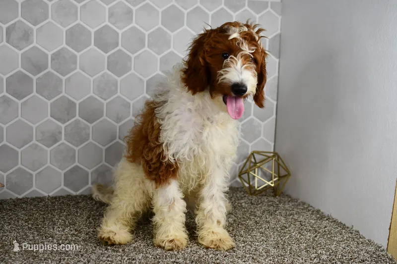 Hunter (Leash, Potty Trained), a male Goldendoodle and Poodle - Toy  for sale in Middlebury, IN – Photo 1 of 7