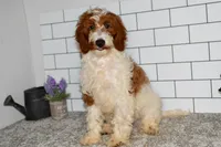 Hunter (Leash, Potty Trained), a male Goldendoodle and Poodle - Toy  for sale in Middlebury, IN – Photo 4 of 7