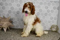 Hunter (Leash, Potty Trained), a male Goldendoodle and Poodle - Toy  for sale in Middlebury, IN – Photo 2 of 7