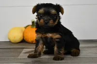 Asia, a male Yorkshire Terrier for sale in Los Angeles, CA – 2 of 9