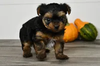 Axle, a male Yorkshire Terrier for sale in Los Angeles, CA – 5 of 9