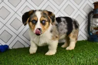 Greg, a male Pembroke Welsh Corgi for sale in Middlebury, IN – Photo 1 of 4