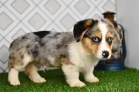 Greg, a male Pembroke Welsh Corgi for sale in Middlebury, IN – Photo 4 of 4