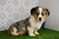 Greg, a male Pembroke Welsh Corgi for sale in Middlebury, IN – Photo 2 of 4