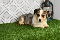 Greg, a male Pembroke Welsh Corgi for sale in Middlebury, IN – Photo 3 of 4