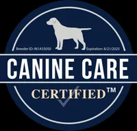 Timmy, a male Goldendoodle and Poodle - Toy  for sale in Middlebury, IN – Photo 8 of 9