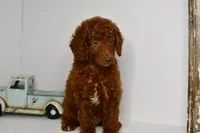 Timmy, a male Goldendoodle and Poodle - Toy  for sale in Middlebury, IN – Photo 4 of 9