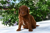 Timmy, a male Goldendoodle and Poodle - Toy  for sale in Middlebury, IN – Photo 9 of 9