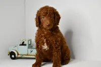 Timmy, a male Goldendoodle and Poodle - Toy  for sale in Middlebury, IN – Photo 1 of 9
