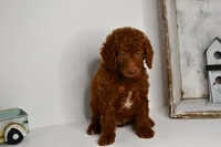 Timmy, a male Goldendoodle and Poodle - Toy  for sale in Middlebury, IN – Photo 5 of 9