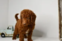 Timmy, a male Goldendoodle and Poodle - Toy  for sale in Middlebury, IN – Photo 3 of 9
