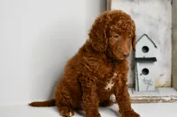 Timmy, a male Goldendoodle and Poodle - Toy  for sale in Middlebury, IN – Photo 2 of 9