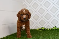 Knox, a male Cavapoo for sale in Middlebury, IN – 6 of 8