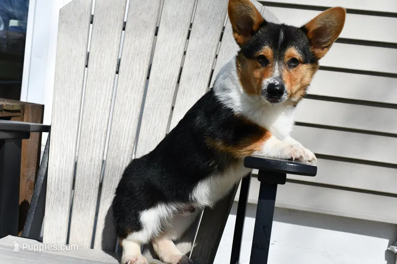 AKC Guss  – Pembroke Welsh Corgi puppy for sale in Middlebury, IN
