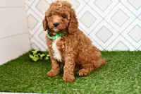 Rolo , a male Cavapoo for sale in Middlebury, IN – 8 of 8