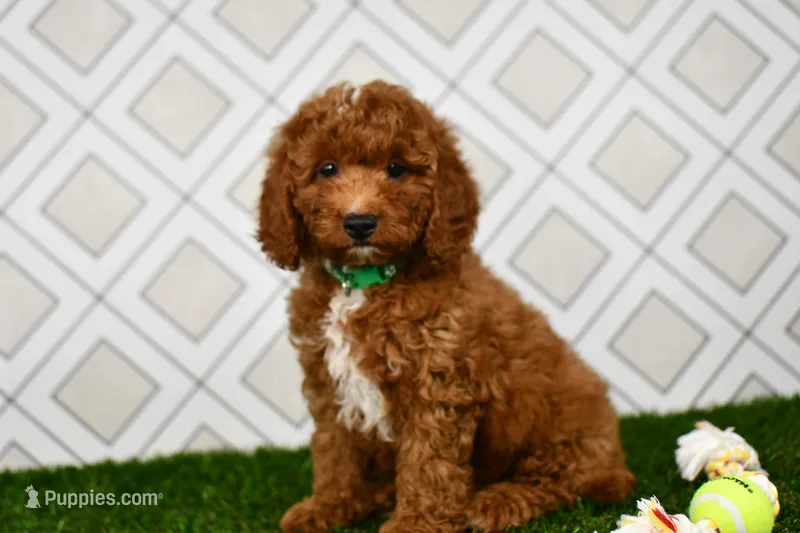 Rolo  – Cavapoo puppy for sale in Middlebury, IN