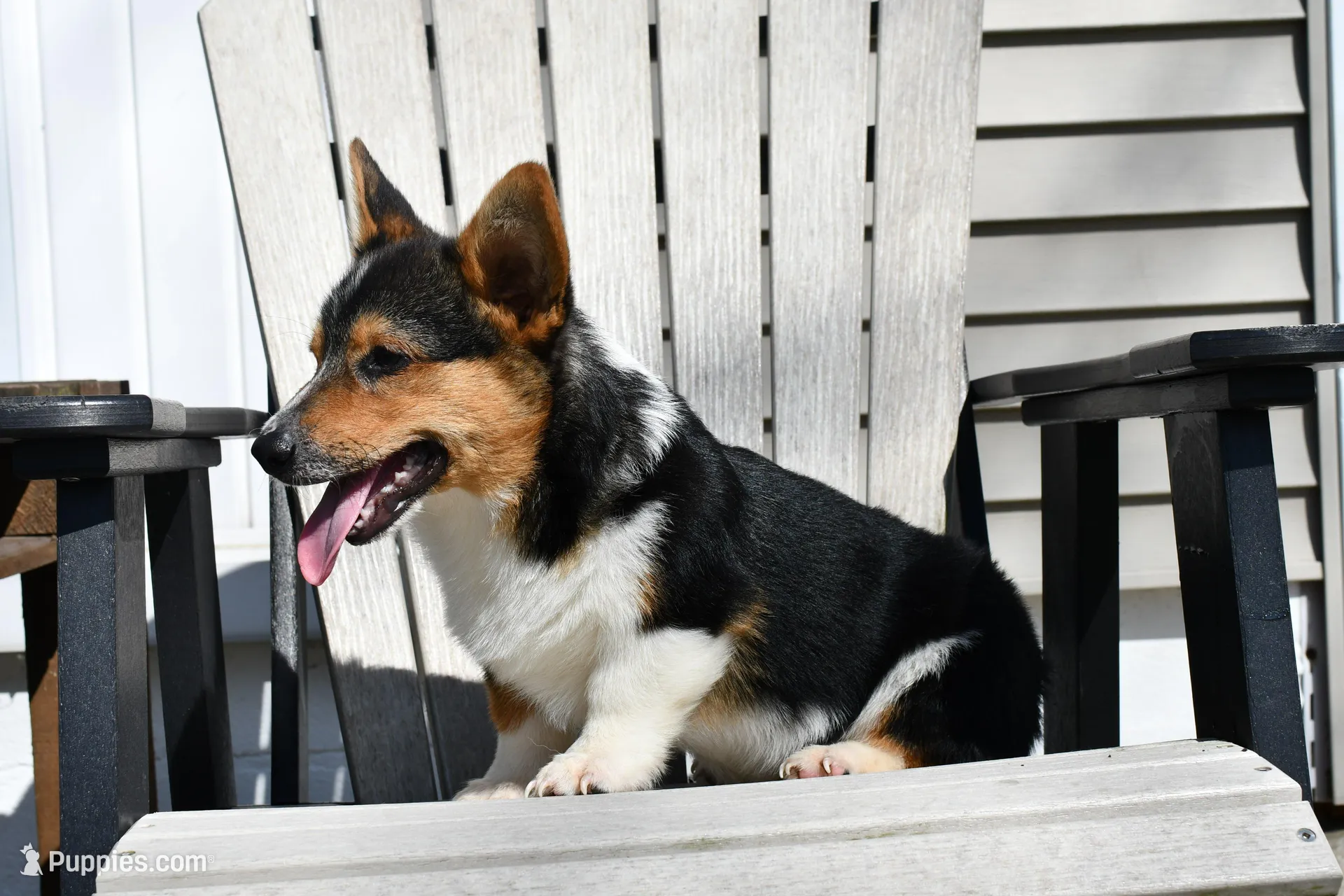 AKC Guss , a male Pembroke Welsh Corgi for sale in Middlebury, IN – 4 of 6