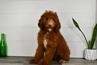 Stacie, a female Miniature Goldendoodle for sale in Middlebury, IN – Photo 1 of 7