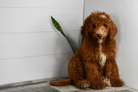 Stacie, a female Miniature Goldendoodle for sale in Middlebury, IN – Photo 3 of 7