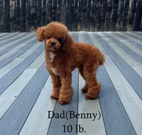 Stacie, a female Miniature Goldendoodle for sale in Middlebury, IN – Photo 6 of 7